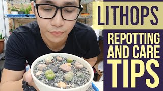 Lithops Succulents  Paano Magtanim At Magalaga For Beginners [upl. by Anaitat955]