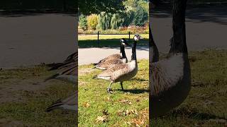 📍🇺🇸 Upset Canada Geese  Disturbed NYC Attitude 😳 [upl. by Jeane]