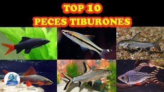 Top 10 Peces Tiburones para tu Acuario de Agua Dulce [upl. by Bill884]