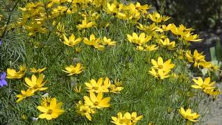 Coreopsis verticillata [upl. by Hoover]