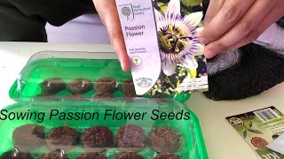 Sowing Passion Flowers Seeds [upl. by Araj]