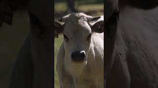 nature  cow  bird  forest  beautiful scenery  relaxing clip  PT 6  EP 4 🐄🏞️🌄🤩😍🥰❤️💕 [upl. by Pepe]