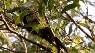 Pheasant Coucal Call birds birdsounds [upl. by Marcellus]