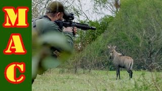 Nilgai Hunt in South Texas with FLIR Warning Kill Shot Shown [upl. by Petie]