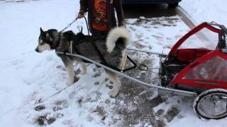 Homemade Dog trailer [upl. by Aecila633]