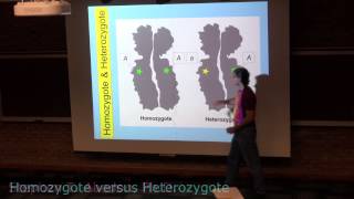 Homozygote and Heterozygote [upl. by Suoiluj]