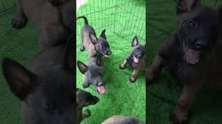 puppy k9 dog good performance puppy dogtraining doglover k9 [upl. by Nirac519]