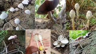 How to identify Edible and poisonous mushrooms  How To Identify Wild Mushrooms 🍄 [upl. by Aifos]