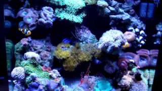 24 Gallon Nano Cube Video 2 [upl. by Glenda]