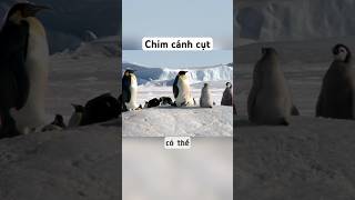 Chim cánh cụt p2 shorts animals nature facts penguin [upl. by Esidnac]