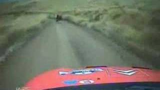 Rally Car hits a cow [upl. by Erme848]