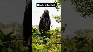 Black Kite Call blackkite birdcalling Black Kite Bird sound Black Kite shorts [upl. by Niwle]