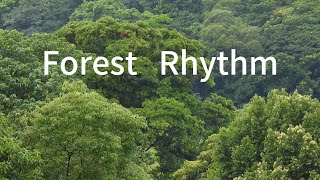 Forest Rhythm 🌐 中華民國 113 年 8 月 12 日 August 12  2024 北台灣 的 山林 [upl. by Lagasse]