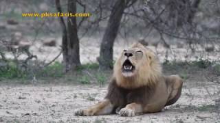 Male Lion roaring very loud Starts off very funny [upl. by Gurtner423]