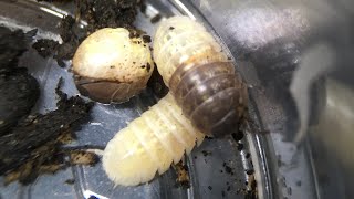 Pied Armadillidium vulgare Update [upl. by Ardek]