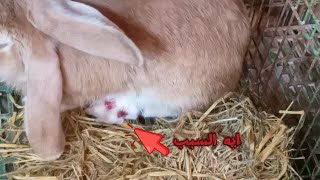 من داخل سلاكة الارانب ومتابعه التلقيح ومعالجة العرقوب🐇🐰👍👉 [upl. by Alleda918]