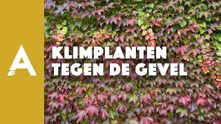 Klimplanten tegen de gevel I Een groener thuis 53 I Angelo Dorny [upl. by Odelia]