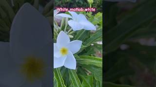 White tho white hota hai  bedag flower fresh shorts video [upl. by Voorhis]