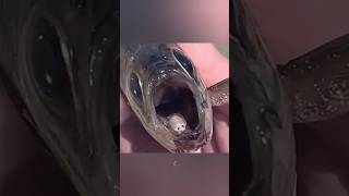 Cymothoa exigua shorts facts trending [upl. by Mariano724]