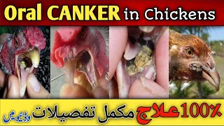 Canker Treatment in hen  Zeharbad ka ilaj  murgion me gale pakne ka ilaj  Ahmad Farming [upl. by Ailedo]