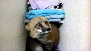 Loki the Red Fox wants the tag from bracket in the bathroom [upl. by Sybila]