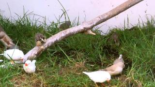 Zebra Finches in HD 10min video [upl. by Moss]