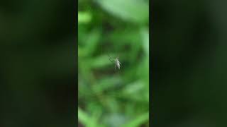 A tiny long jawed orb weaver spider building its circular shaped spider web spider insect [upl. by Clareta771]