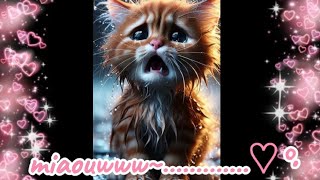 Meow Meow Meow And Meow  Kitty Cat Meow Songs [upl. by Stevenson]