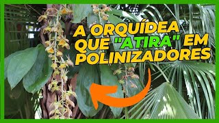 As Incríveis Orquídeas do Gênero Catasetum  Jardim Botânico Plantarum [upl. by Fazeli]