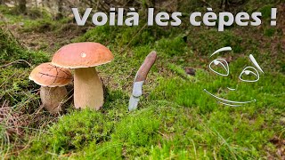 Cette récolte de cèpes vatelle sauver la saison [upl. by Yeroc]