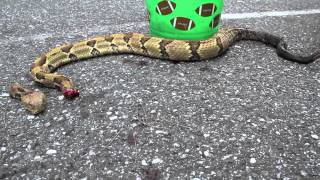 Headless Rattlesnake attacks Wait for it [upl. by Bunder]