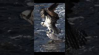 Osprey epic battle with a huge fish 🐟 shorts wildlife birds viral fishing nikonz8 ospreys [upl. by Gaudette]