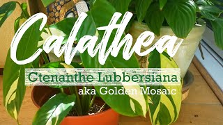 Calathea Ctenanthe Lubbersiana seems to be regaining its life princeindoorandoutdoorplan3003 [upl. by Narod]