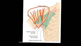 axilla  anatomy of upper limb [upl. by Scharff]