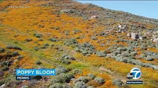 Lake Elsinore officials prepare for possible super bloom surge of visitors [upl. by Ardnaxila990]