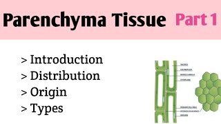 Parenchyma Tissue Tissue System plant Systematics [upl. by Atteselrahc456]