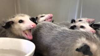 Opossums eating bananas [upl. by Anelec]