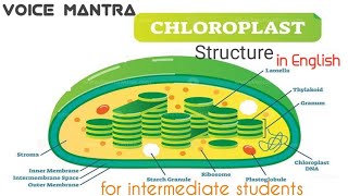 Chloroplast structure and functions  Biology cell Biology  Unit of life  voice Mantra [upl. by Kirt]