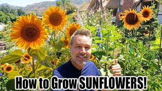 How to Grow Sunflowers at Home [upl. by Ladnyk574]