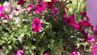 How to Revive Petunias  Grow Guru [upl. by Ricca577]