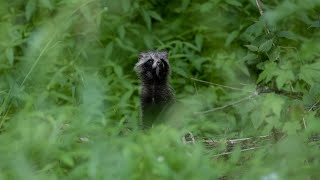 Have you ever seen TANUKI cuteanimals trailcam [upl. by Ozner]