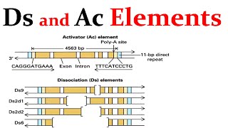 Ds and Ac transposable elements [upl. by Georgeanne654]