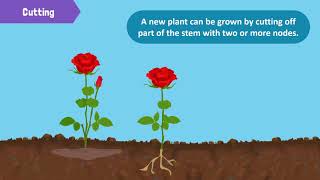 Types of Reproduction in Plants [upl. by Avron812]