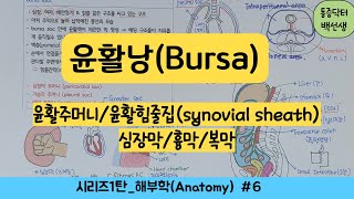 윤활낭bursa윤활주머니윤활 힘줄집synovial tendon sheath심장막흉막복막해부학6일차 [upl. by Bibby81]