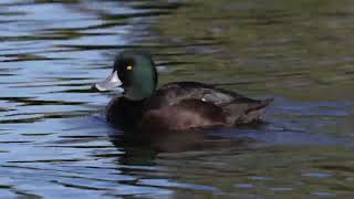 New Zealand scaup duck [upl. by Whitman582]