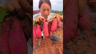 Digging Sweet Potato 🍠🍠 from Farm by Rural Farmer satisfying shortsvideo [upl. by Irodim733]