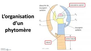 Le développement de la plante  croissance et organogenèse chez les végétaux [upl. by Imar]