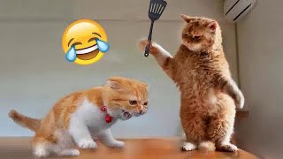 TRY NOT TO LAUGH 😂😸 Funniest Catss 2024 🐱😹 [upl. by Puklich]