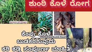 ಶುಂಟಿ ಕೊಳೆರೋಗ ಕಾರಣ ನಿಯಂತ್ರಣ ಹಾಗೂ ಪರಿಹಾರ Ginger Root RotSoft rotCollor rot [upl. by Ty]