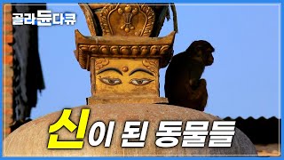 ‘종교는 곧 삶’ 3억 3천 신들의 땅 네팔에서 신이 된 동물들더르바르 광장몽키 템플 스와얌부나트 불교 사원힌두교네팔 카트만두세계테마기행골라듄다큐 [upl. by Rovelli]